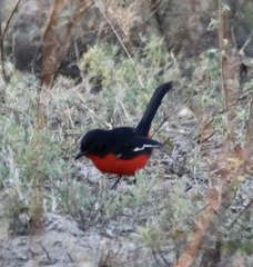 Laniarius atrococcineus