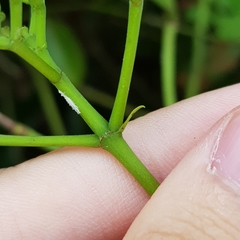 Psychotria polycarpa