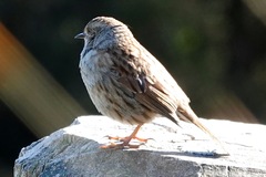 Prunella modularis occidentalis