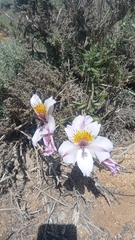 Alstroemeria