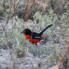 Laniarius atrococcineus