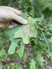 Psilocorsis quercicella