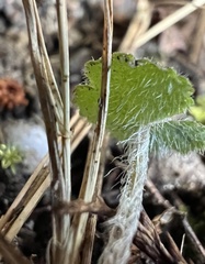 Hydrocotyle hirta