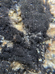 Cephaloziella