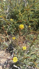 Quinchamalium chilense