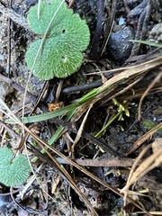 Hydrocotyle hirta