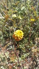 Quinchamalium chilense