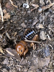 Ammopelmatus