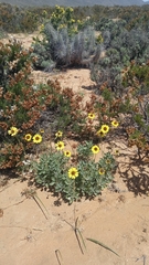 Encelia canescens