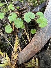 Hydrocotyle hirta