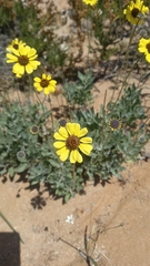 Encelia canescens
