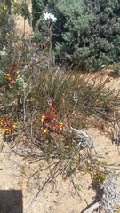 Erythrostemon angulatus
