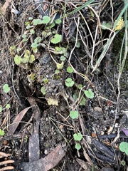 Hydrocotyle hirta