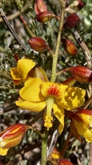 Erythrostemon angulatus