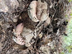 Rubroboletus eastwoodiae