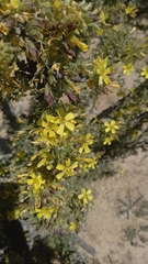 Oxalis gigantea