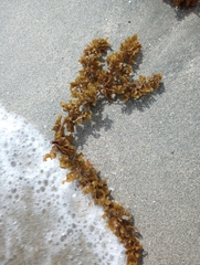 Sargassum
