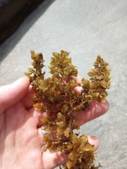Sargassum