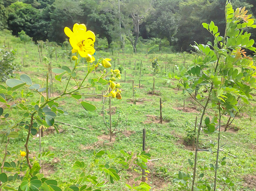 Senna pendula