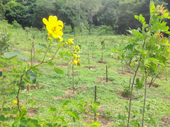 Senna pendula