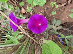 Ipomoea orizabensis orizabensis