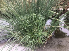 Cyperus alternifolius