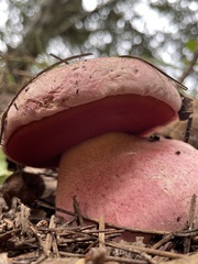 Rubroboletus eastwoodiae
