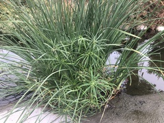 Cyperus alternifolius