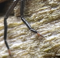 Trachycosmidae