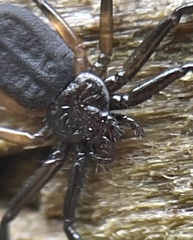 Trachycosmidae