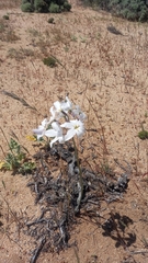 Leucocoryne appendiculata