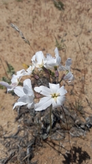 Leucocoryne appendiculata