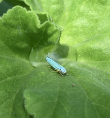 Graphocephala flavovittata