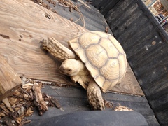 Centrochelys sulcata