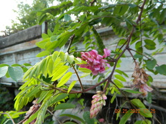 Robinia viscosa