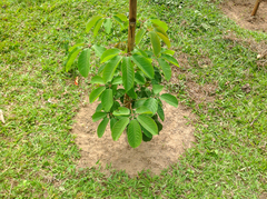 Handroanthus