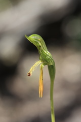 Pterostylis plumosa