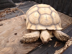 Centrochelys sulcata