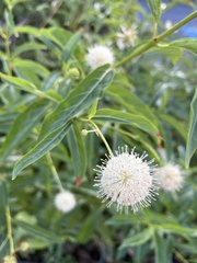 Cephalanthus