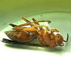 Polistes rubiginosus