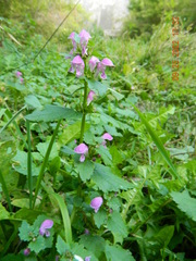 Lamium maculatum