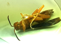 Polistes rubiginosus