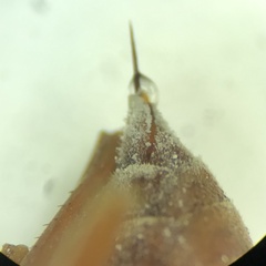 Polistes rubiginosus