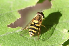 Syrphus rectus