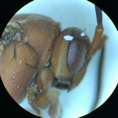 Polistes rubiginosus