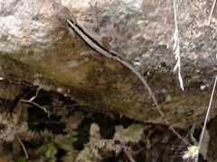 Anolis gaigei