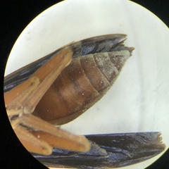 Polistes rubiginosus