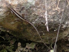 Anolis gaigei