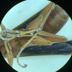 Polistes rubiginosus