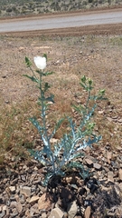 Argemone hunnemannii